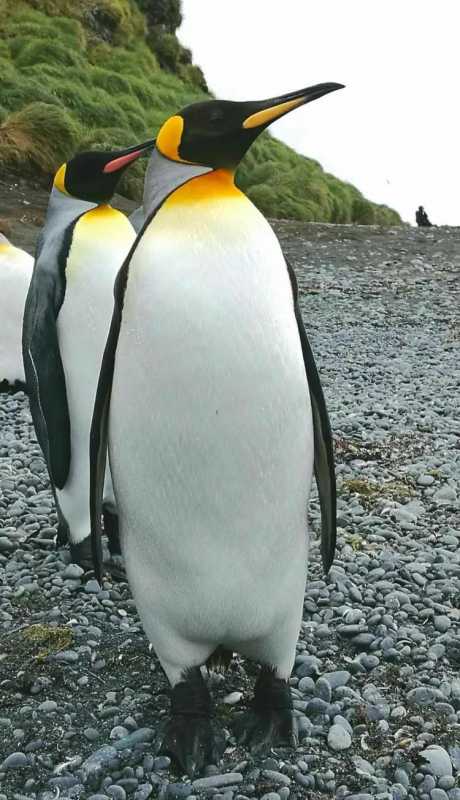 世界上最大的企鹅(世界上最大企鹅种族)